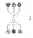 Fig. 06 - Dual wavelength dual interferometer with combiner-splitter