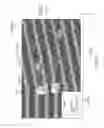 Fig. 16 - Biopolymer separation using nanostructured arrays