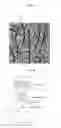 Fig. 02 - Substrate for surfaced enhanced raman scattering, fabrication method for the same and analyzing method using the same