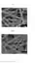 Fig. 06 - Substrate for surfaced enhanced raman scattering, fabrication method for the same and analyzing method using the same