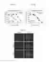 Fig. 04 - Assays for screening for or identifying an agent or molecule that can block or inhibit AVB3 integrin from forming a complex with KRAS