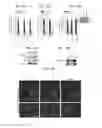 Fig. 15 - Assays for screening for or identifying an agent or molecule that can block or inhibit AVB3 integrin from forming a complex with KRAS