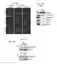 Fig. 20 - Assays for screening for or identifying an agent or molecule that can block or inhibit AVB3 integrin from forming a complex with KRAS