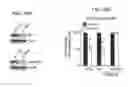 Fig. 24 - Assays for screening for or identifying an agent or molecule that can block or inhibit AVB3 integrin from forming a complex with KRAS