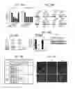 Fig. 38 - Assays for screening for or identifying an agent or molecule that can block or inhibit AVB3 integrin from forming a complex with KRAS