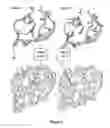 Fig. 02 - Method of screening for a compound for inhibitory activity of FN14-tweak interaction