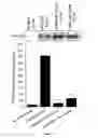 Fig. 14 - Method of screening for a compound for inhibitory activity of FN14-tweak interaction