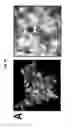 Fig. 09 - NOVEL BIOMARKER DETECTION WITH MOLECULAR IMPRINTS