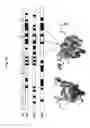 Fig. 21 - NOVEL BIOMARKER DETECTION WITH MOLECULAR IMPRINTS