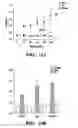 Fig. 12 - Assays for antimicrobial activity and applications thereof