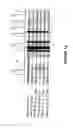 Fig. 16 - OMPA AND ASP14 IN VACCINE COMPOSITIONS AND AS DIAGNOSTIC TARGETS