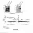 Fig. 22 - OMPA AND ASP14 IN VACCINE COMPOSITIONS AND AS DIAGNOSTIC TARGETS