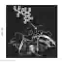 Fig. 31 - Genetically encoded sensors for imaging proteins and their complexes