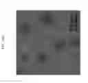 Fig. 38 - Genetically encoded sensors for imaging proteins and their complexes