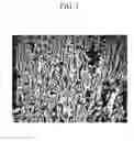 Fig. 05 - Liquid crystal display and manufacturing method thereof