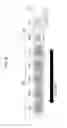 Fig. 07 - Printing apparatus, method for controlling the same, program, and storage medium