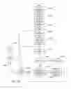 Fig. 19 - METHODS AND SYSTEMS THAT BUILD A HIERARCHICALLY ORGANIZED DATA STRUCTURE CONTAINING STANDARD FEATURE SYMBOLS FOR CONVERSION OF DOCUMENT IMAGES TO ELECTRONIC DOCUMENTS