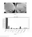 Fig. 07 - CONDUCTIVE CELLULOSE NANOCRYSTALS, METHOD OF PRODUCING SAME AND USES THEREOF