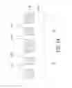 Fig. 02 - FINFET structure