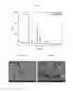 Fig. 18 - Agglomerated precursor for manufacturing light absorption layer of solar cells and method of manufacturing the same