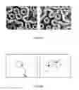 Fig. 13 - Pattern wafer for LEDs, epitaxial wafer for LEDs and method of manufacturing the epitaxial wafer for LEDs