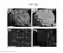 Fig. 06 - Positive active material for rechargeable lithium battery, method of preparing same, and rechargeable lithium battery including same