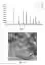 Fig. 06 - Positive electrode for sulfur-based batteries