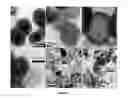 Fig. 02 - Novel Non-Platinum Metal Catalyst Material