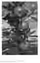 Fig. 02 - Apple tree named `Lurechild'