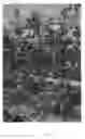 Fig. 03 - Apple tree named `Lurechild'