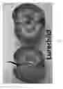 Fig. 04 - Apple tree named `Lurechild'