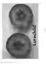 Fig. 05 - Apple tree named `Lurechild'