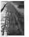 Fig. 07 - Apple tree named `Lurechild'