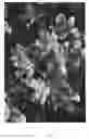 Fig. 08 - Apple tree named `Lurechild'