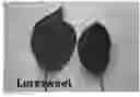 Fig. 01 - Apple tree named 'Luresweet'