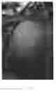 Fig. 02 - Apple tree named 'Luresweet'