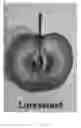 Fig. 04 - Apple tree named 'Luresweet'