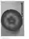 Fig. 05 - Apple tree named 'Luresweet'