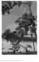 Fig. 06 - Apple tree named 'Luresweet'