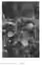 Fig. 07 - Apple tree named 'Luresweet'