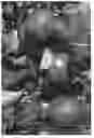 Fig. 01 - Apple tree named 'Luregust'