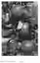 Fig. 02 - Apple tree named 'Luregust'