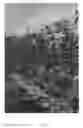 Fig. 03 - Apple tree named 'Luregust'