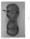 Fig. 04 - Apple tree named 'Luregust'