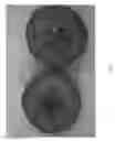 Fig. 05 - Apple tree named 'Luregust'