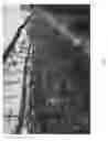 Fig. 06 - Apple tree named 'Luregust'