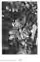 Fig. 07 - Apple tree named 'Luregust'
