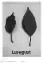 Fig. 08 - Apple tree named 'Luregust'
