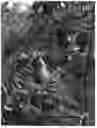 Fig. 01 - Pear Tree Named 'CH201'