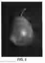 Fig. 02 - Pear Tree Named 'CH201'